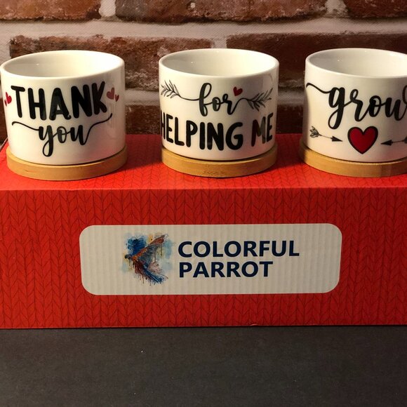 Colorful Parrot Appreciation Succulent Pot Trio - Picture 1 of 7